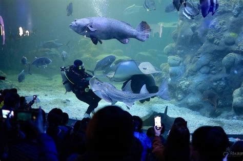 紅心魚的魔咒答案|清明連假何處去？ 澎湖水族館推出紅心魚的魔咒迎賓